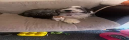 Mixed Breed cats for sale: 2 kittens  - Advert 3