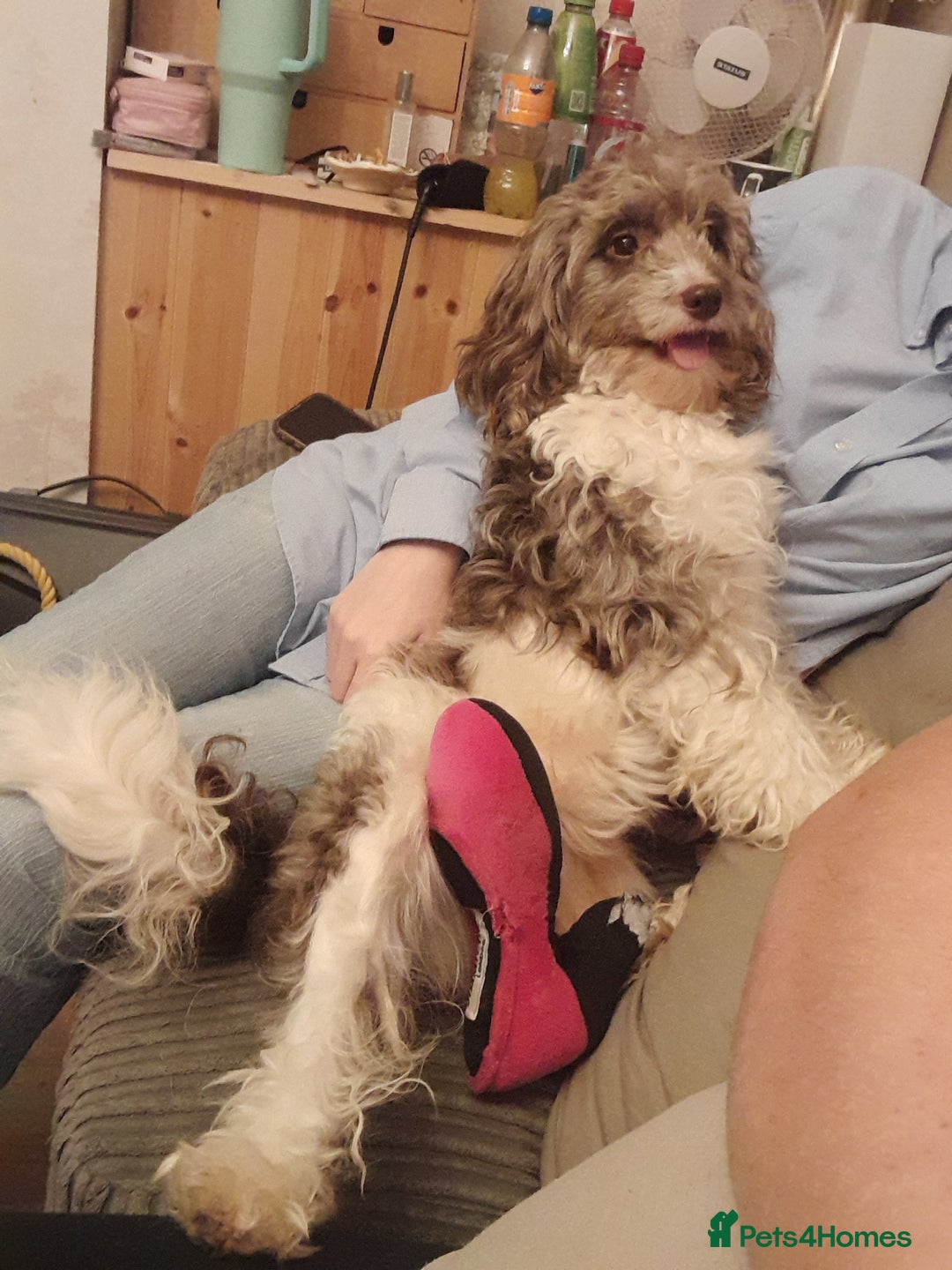 Mixed Breed dogs for sale: 5 staff x cockapoo pups  - Advert 40