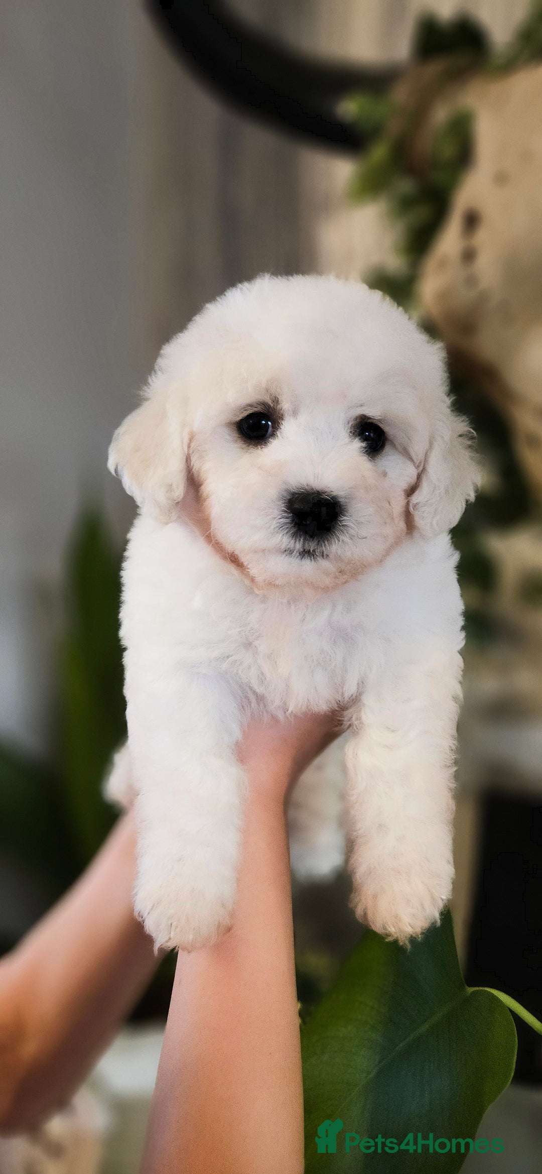 Bichon Frise dogs for sale: Pure Bred Bichon Frise Puppies  - Advert 8