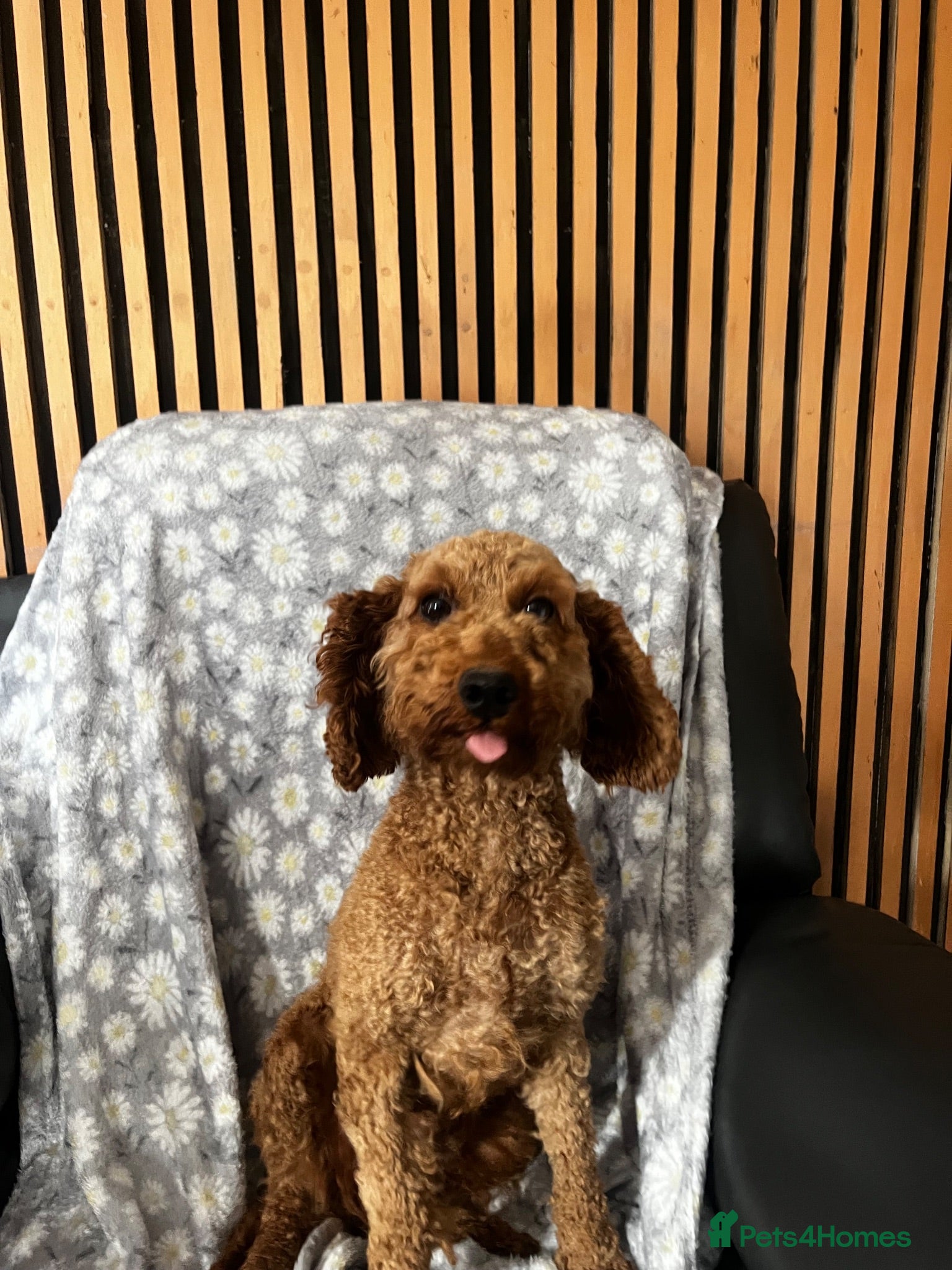 Miniature Poodle dogs Poodle female  - Advert 8