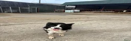 Border Collie dogs for sale: Male collie dog in Londonderry - Advert 2