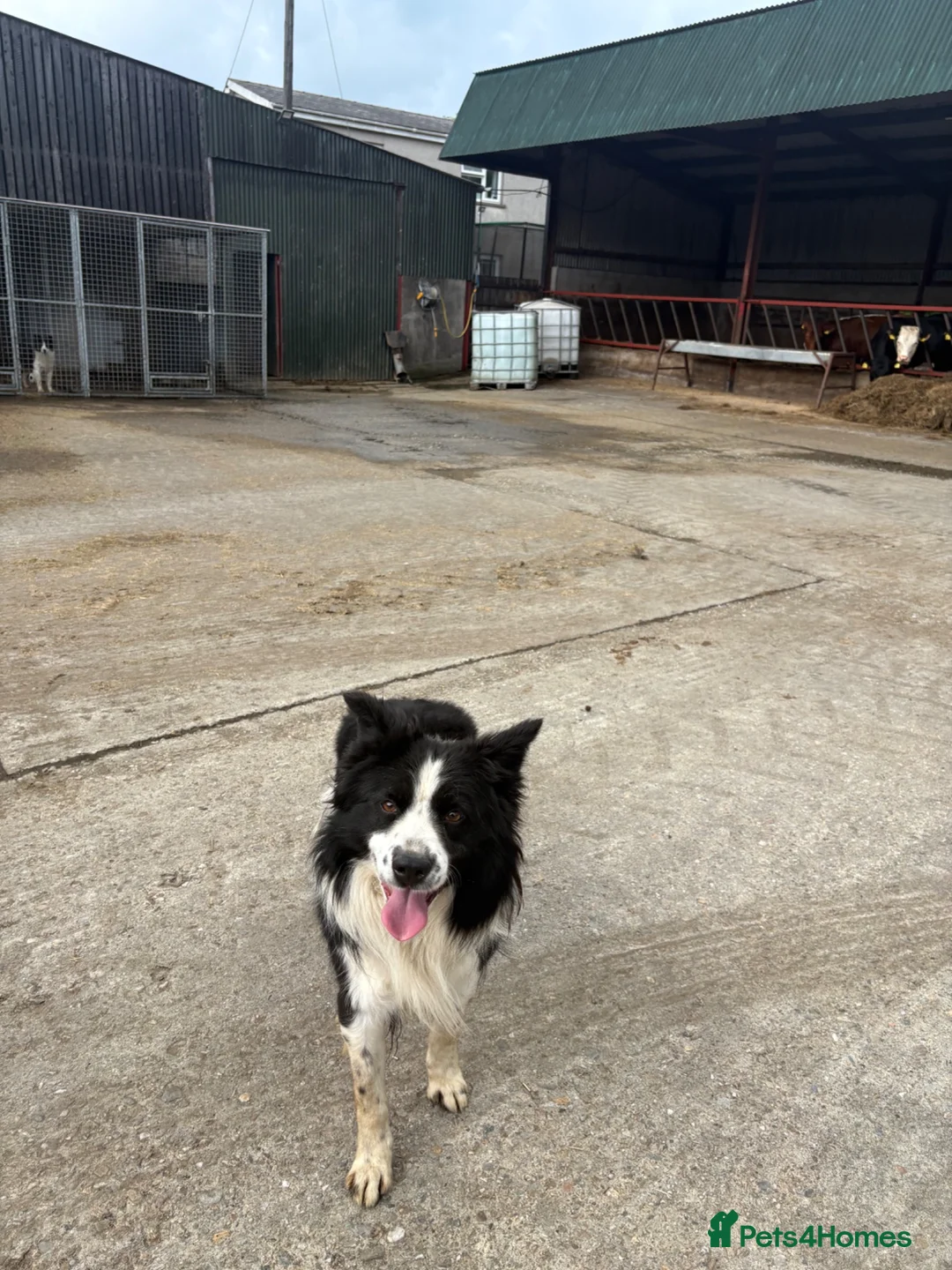 Border Collie dogs for sale: Male collie dog in Londonderry - Advert 2