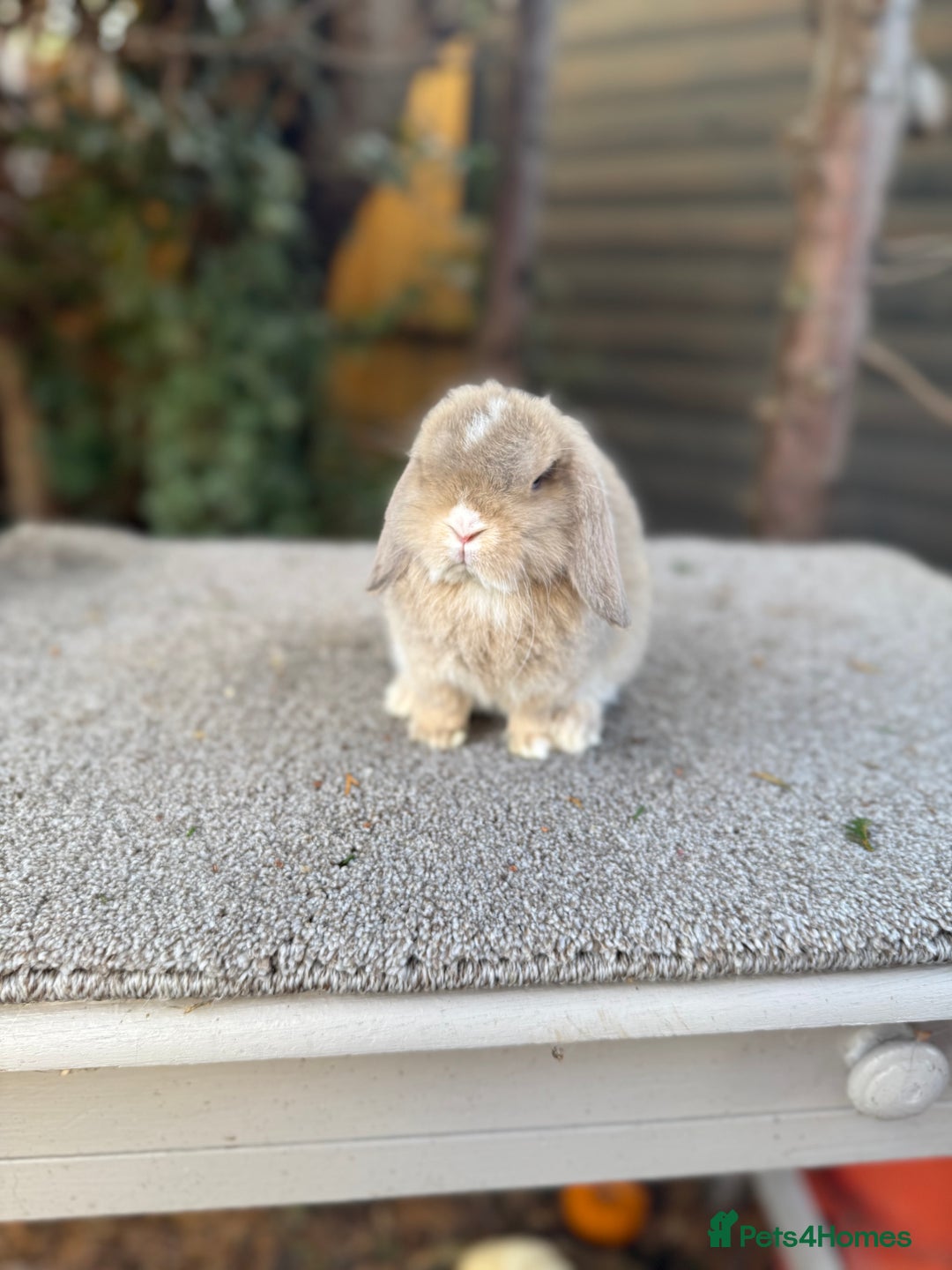 Mini Lop rabbits for sale: Two mini lop sisters available  - Advert 2