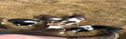 Border Collie dogs for sale: Beautiful Border Collie pups - Advert 9
