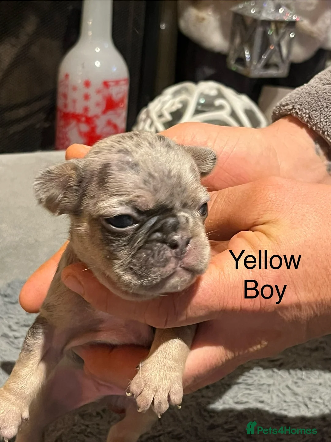 French Bulldog dogs for sale: DWKC Registered French Bulldog puppies for sale - Advert 31