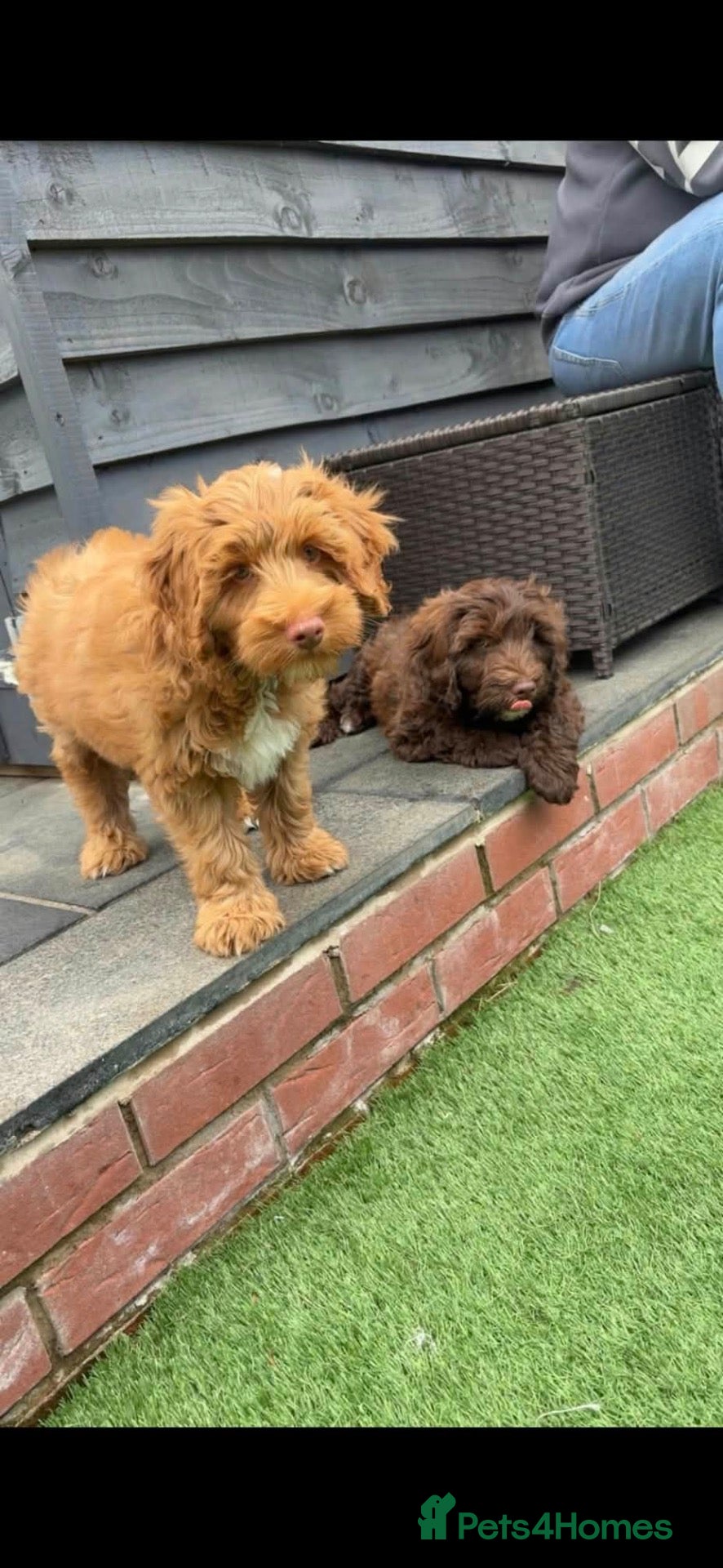 Cockapoo dogs Sarah - Advert 3