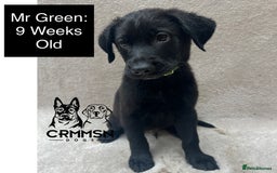 Mixed Breed dogs for sale: Uniquely Outstanding Czech GSD X Labrador Puppies  - Image 7