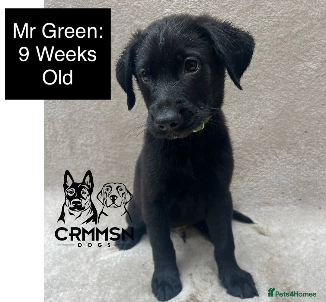 Mixed Breed dogs for sale: Uniquely Outstanding Czech GSD X Labrador Puppies  - Image 7