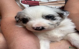 Border Collie dogs for sale: Fluffy long coat Blue merle border collie puppies - Image 19