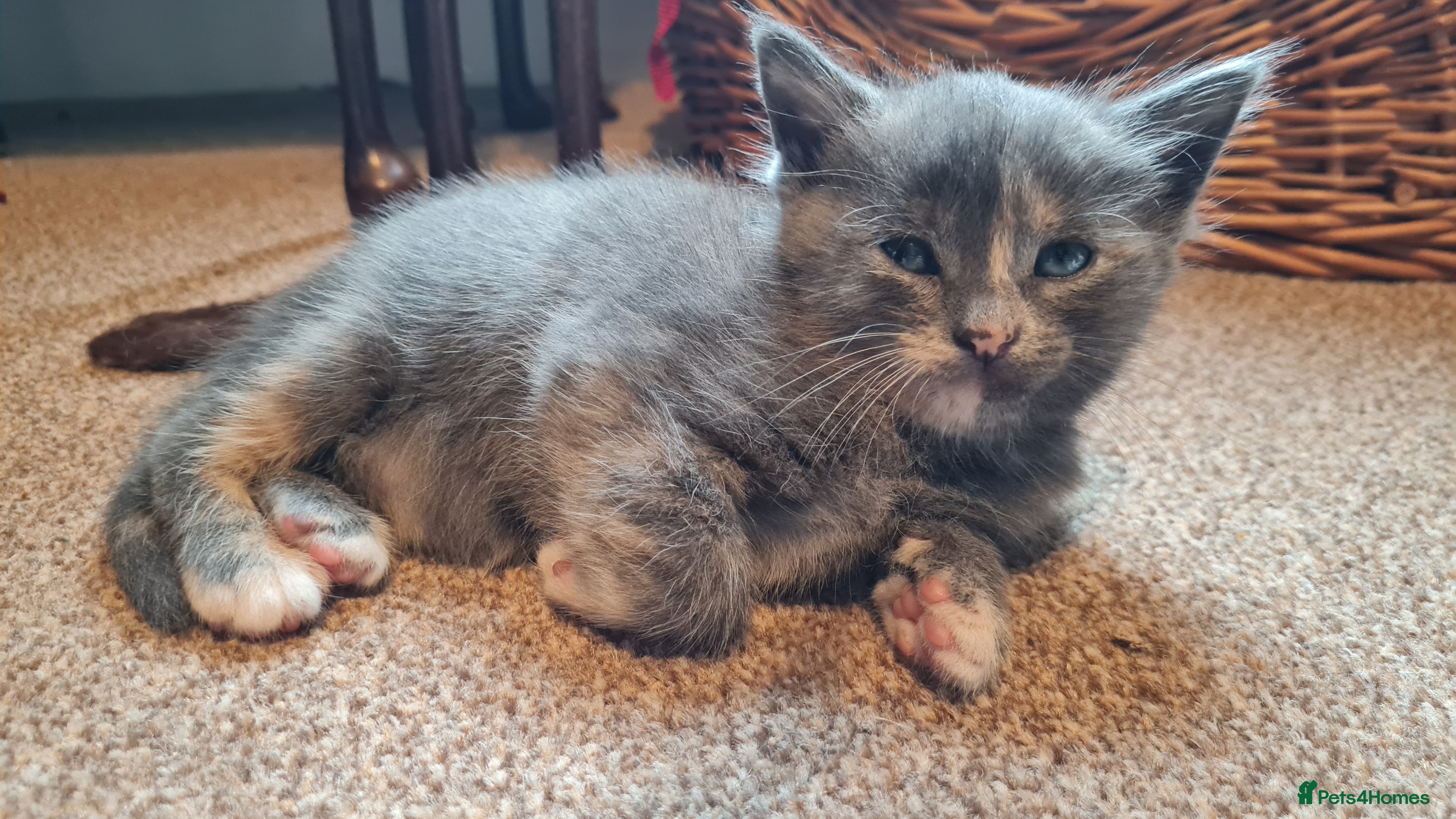Mixed Breed cats 1 cute girl kittens left - Advert 6