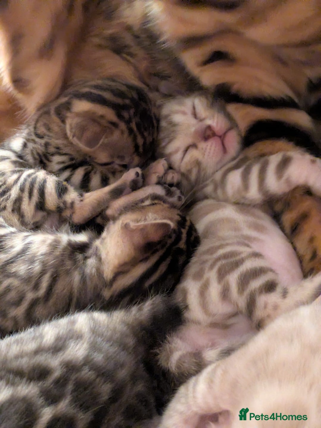 Bengal cats for sale: Family Raised TICA Bengal Kittens - Advert 19
