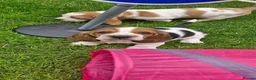 Basset Hound dogs for sale: Basset Hound pups KC registered  - Advert 3