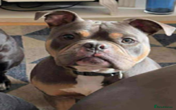 American Bully dogs for adoption: Terry a 2 year old Pocket Bully for adoption - Image 1