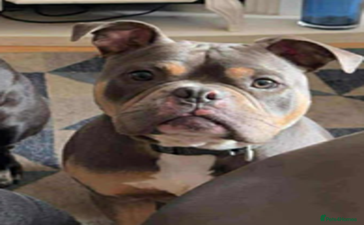 American Bully dogs - Advert 1
