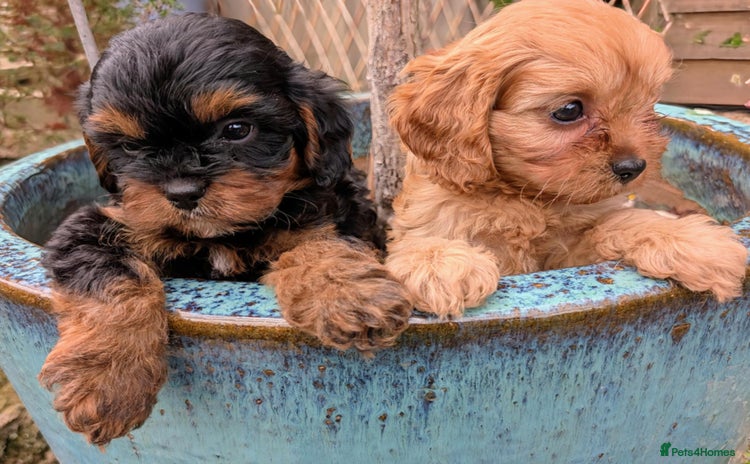 Cavapoo dogs - Advert 9