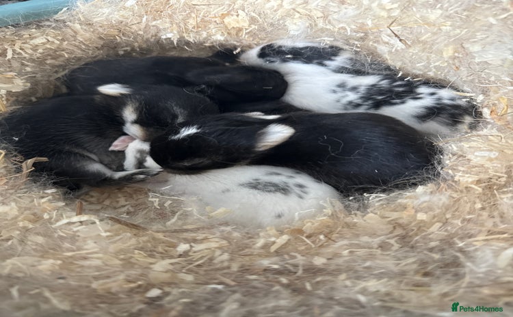 Mini Lop rabbits - Advert 3
