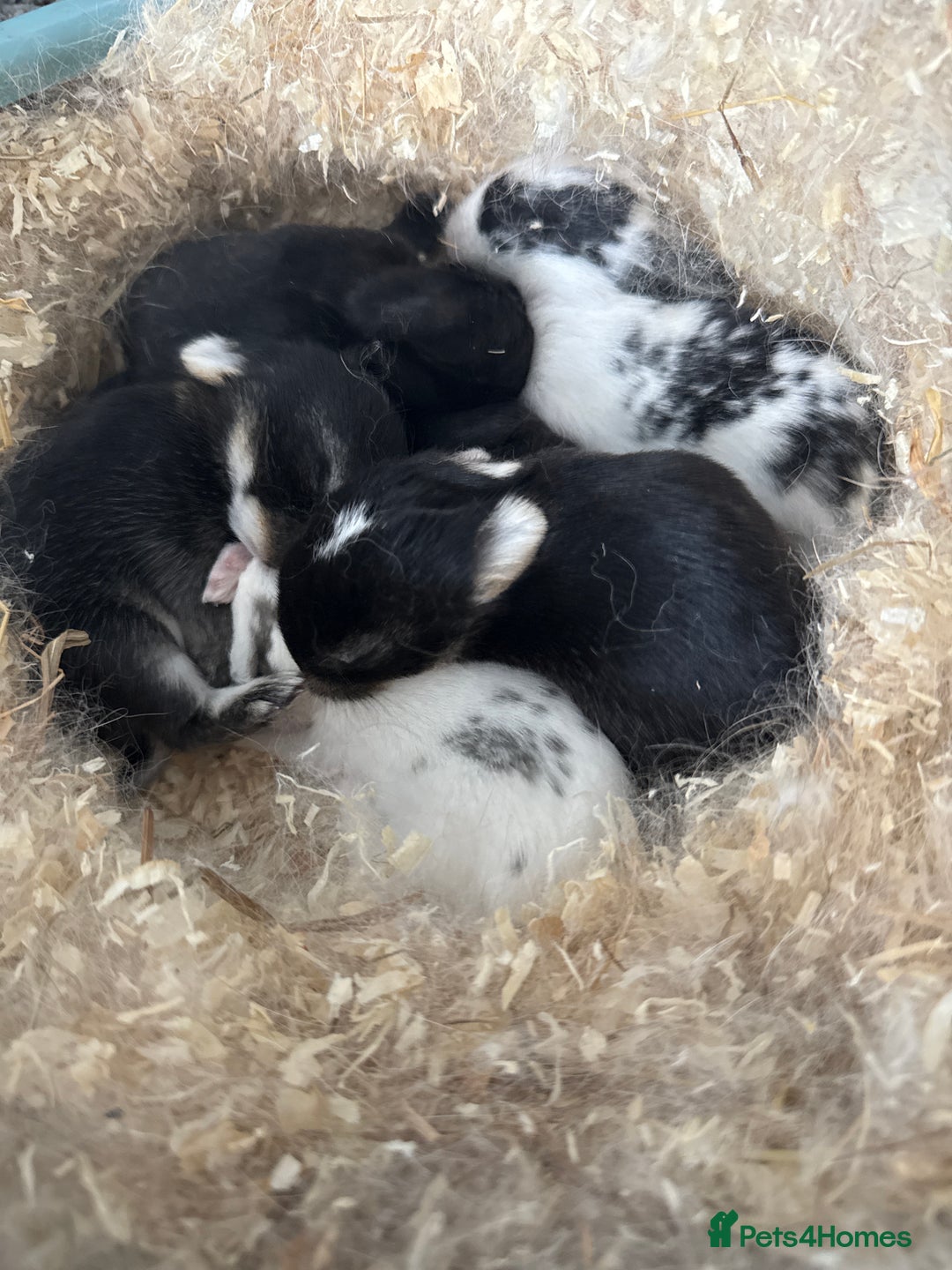 Mini Lop rabbits for sale: Mini lop cross kits  - Image 1