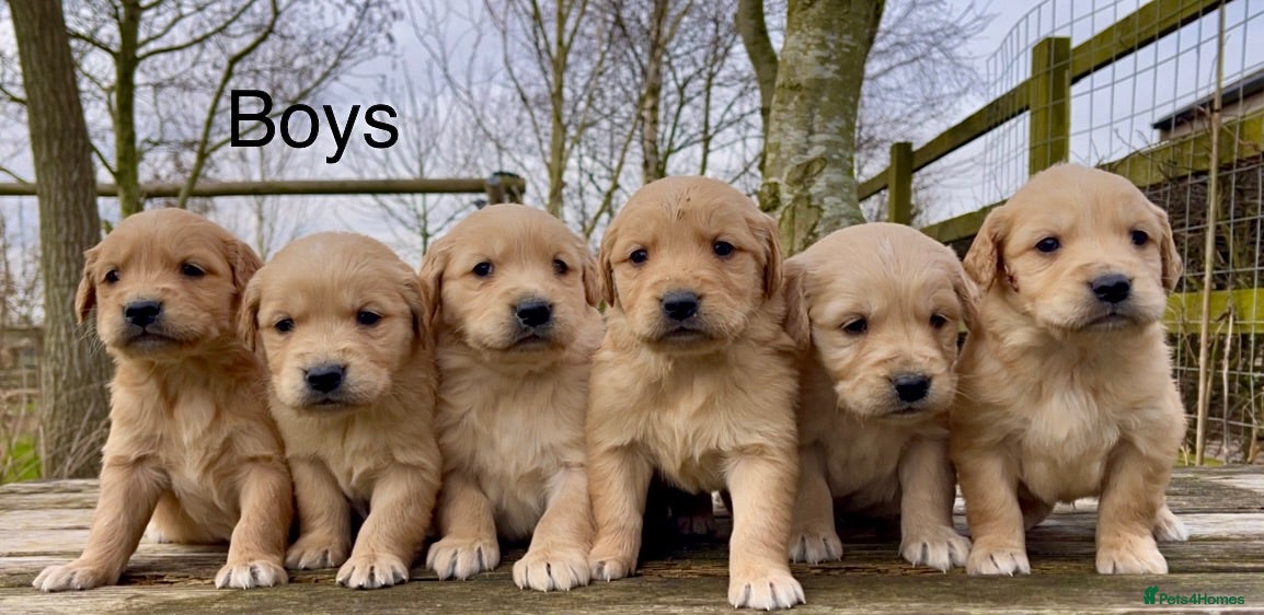 Golden Retriever dogs KC Reg Golden Retriever Puppies Health Tested - Advert 5