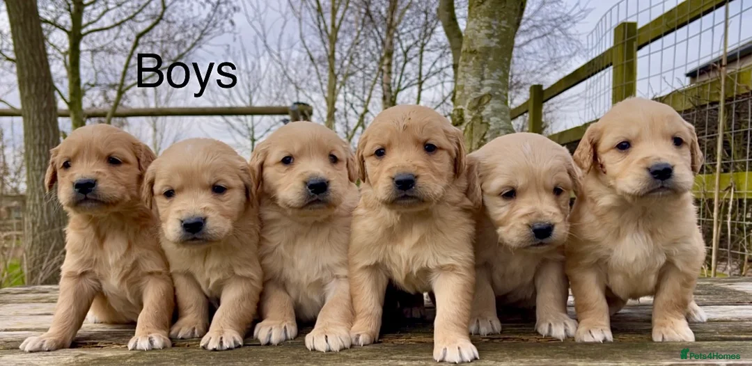 Golden Retriever dogs for sale: KC Reg Golden Retriever Puppies Health Tested - Advert 1