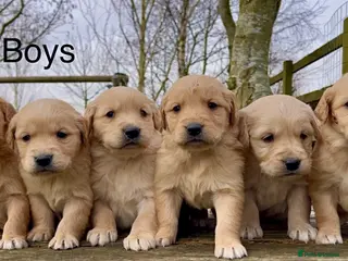 Golden Retriever dogs KC Reg Golden Retriever Puppies Health Tested - Advert 1