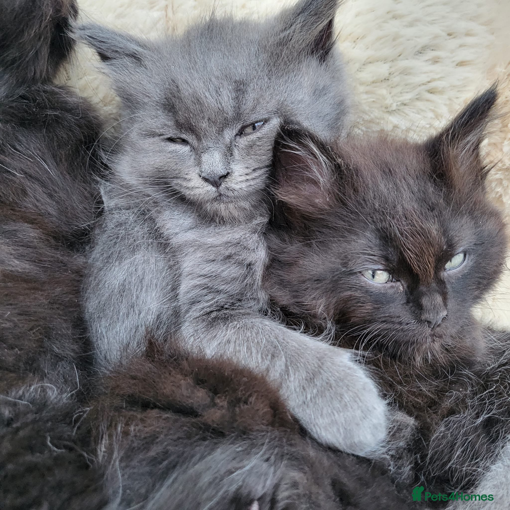 Mixed Breed cats Beautiful Maine Coon x Ragdoll Kittens for Sale - Advert 1