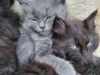 Mixed Breed cats Beautiful Maine Coon x Ragdoll Kittens for Sale - Advert 5