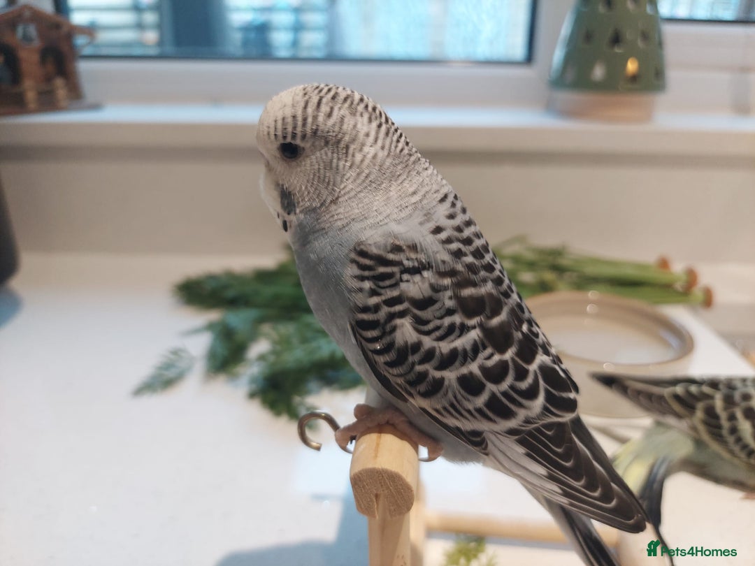 Budgerigars birds for sale: Tame Baby Budgies - Advert 14