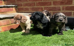 Cocker Spaniel dogs for sale: Cocker spaniel puppy’s ready to leave  - Image 6