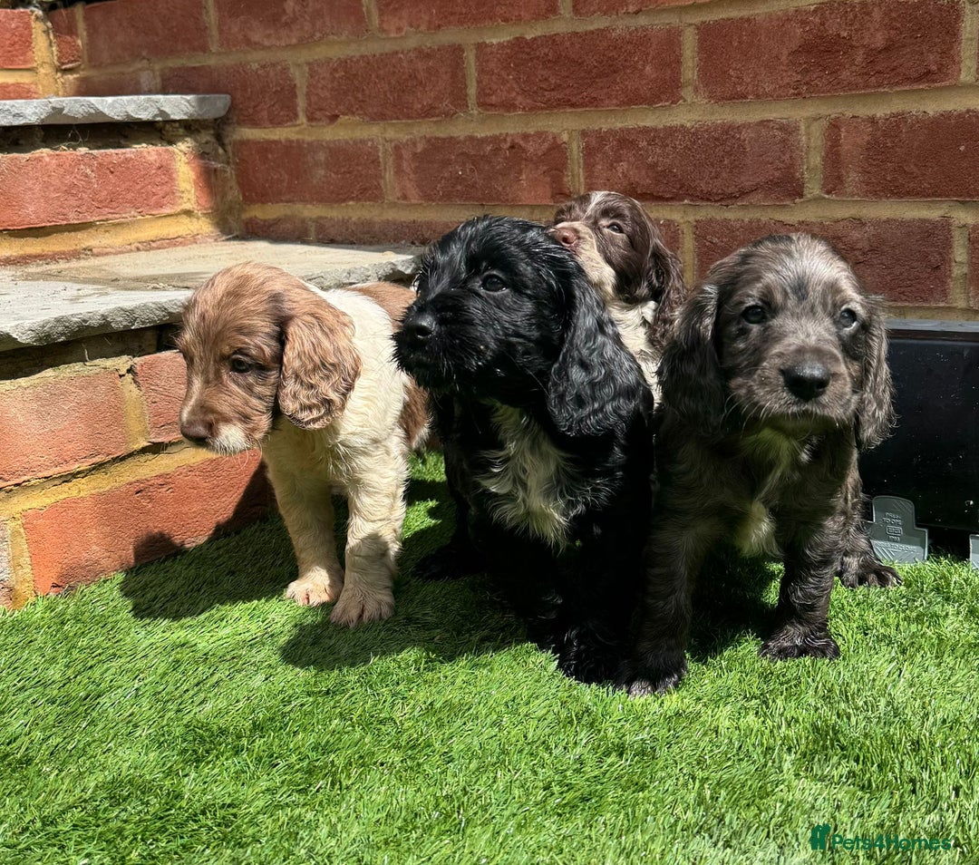 Cocker Spaniel dogs for sale: Cocker spaniel puppy’s ready to leave  - Image 6