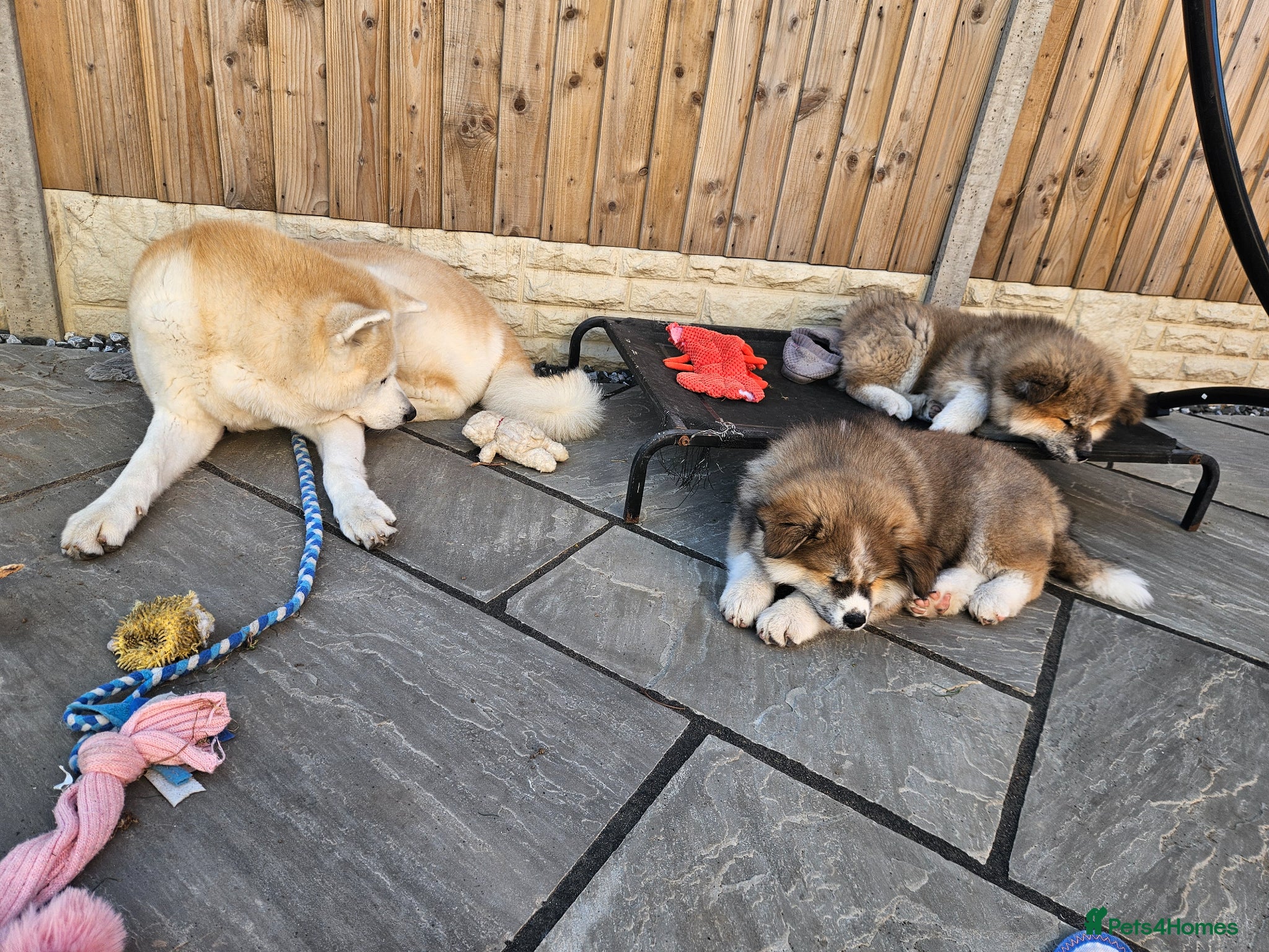 Japanese Akita Inu dogs for sale: RKC Registered Long-Coat Female - Advert 16