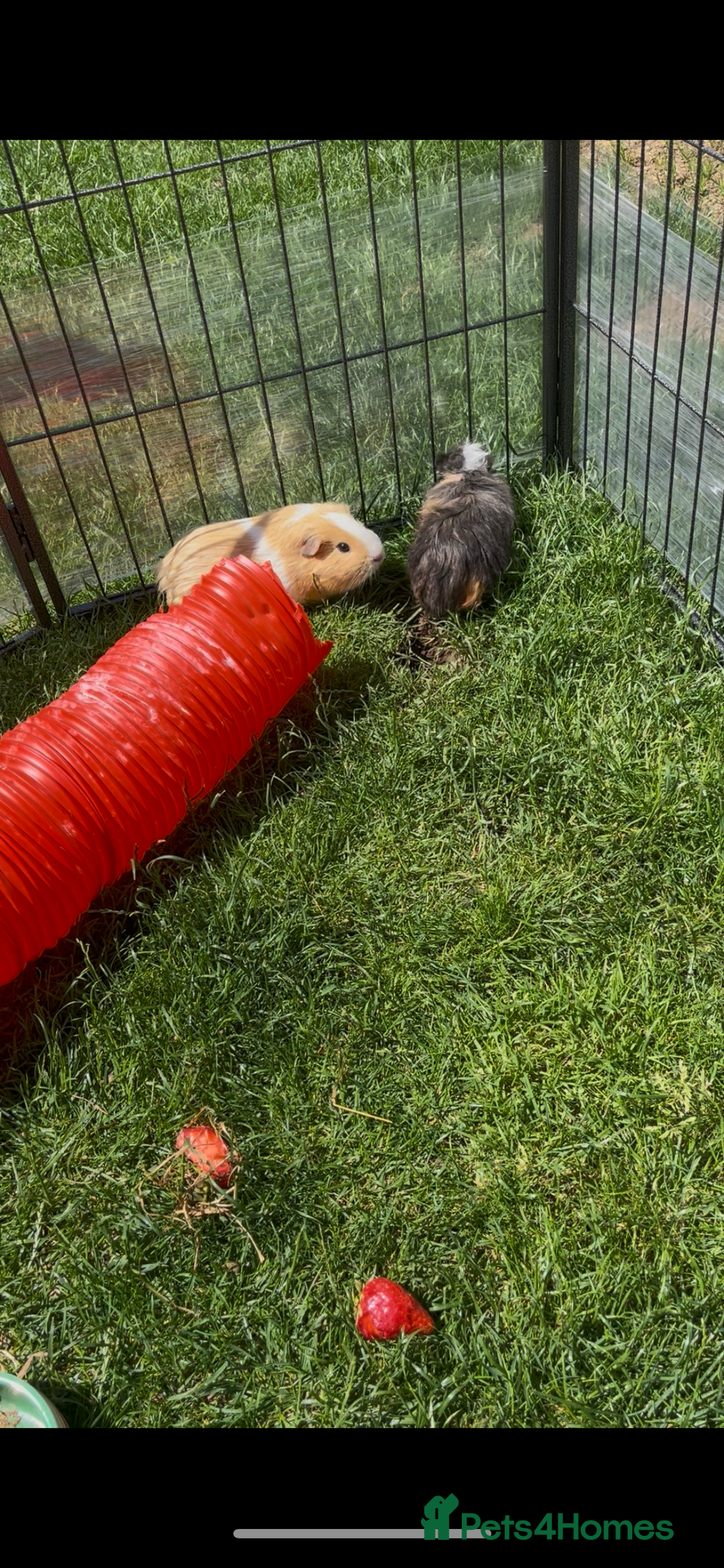 Guinea Pig rodents for sale: Boar guinea pigs looking for homes  - Advert 8