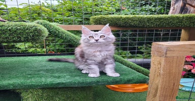 Maine Coon cats - Advert 7