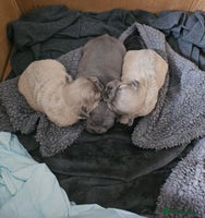 French Bulldog dogs Beautiful French Bulldog Puppies 2xF - fluffy, 1xM - Advert 2