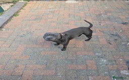 Staffordshire Bull Terrier dogs for sale: Blue staff for sale  - Image 5