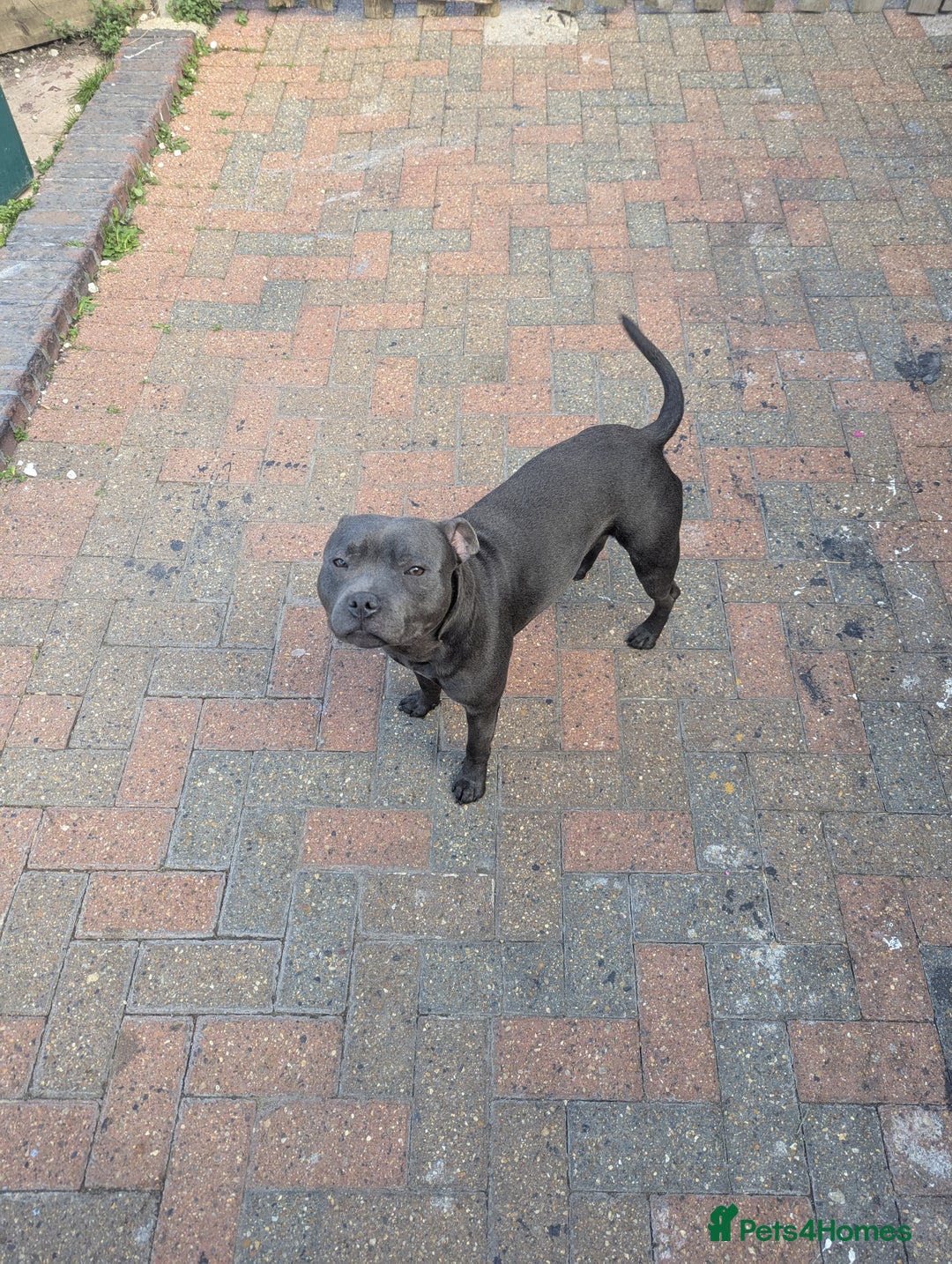 Staffordshire Bull Terrier dogs for sale: Blue staff for sale  - Image 5