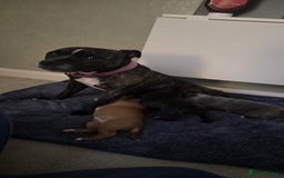 Staffordshire Bull Terrier dogs for sale: 3 Beautiful little staff boys - Image 20