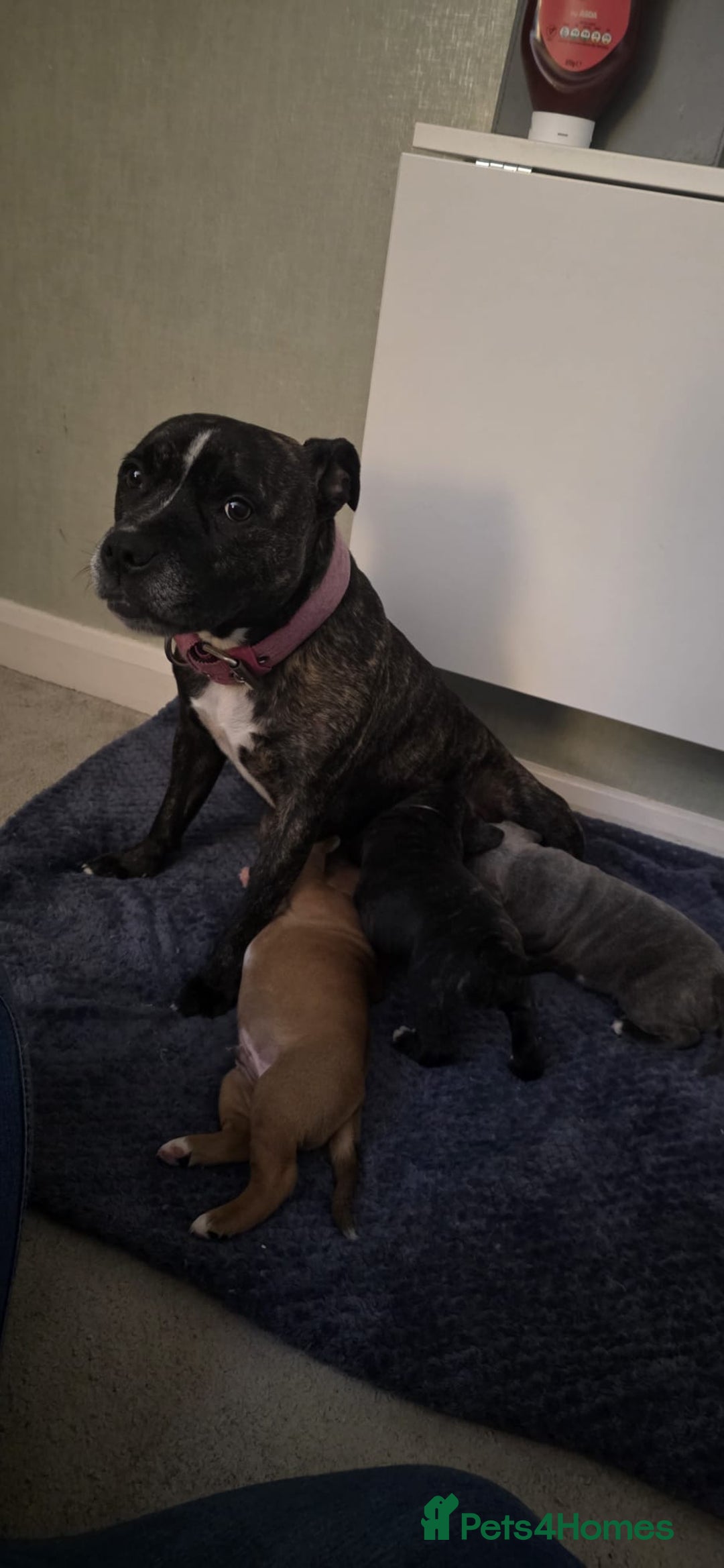 Staffordshire Bull Terrier dogs for sale: 3 Beautiful little staff boys - Image 20