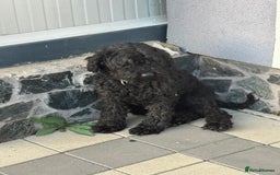 Hungarian Puli dogs for adoption: Beautiful Snoopy needs hugs! - Image 9