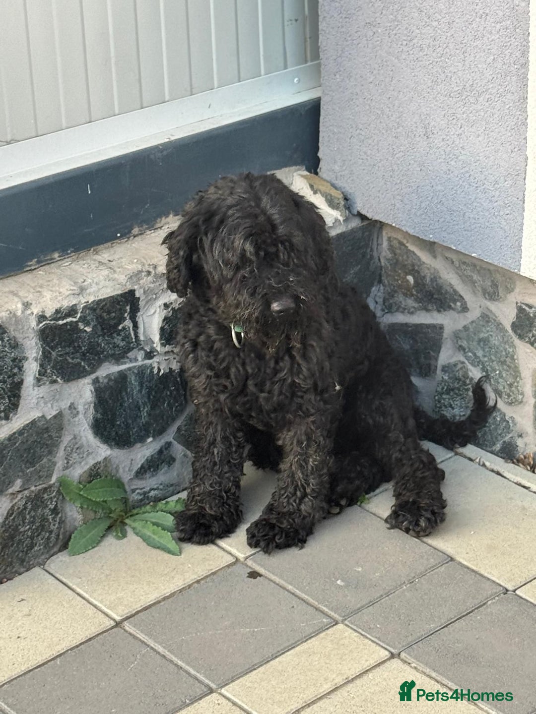 Hungarian Puli dogs for adoption: Beautiful Snoopy needs hugs! - Image 9