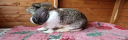 French Lop rabbits for sale: Selling 4 lovely pure French lop kits  - Advert 6