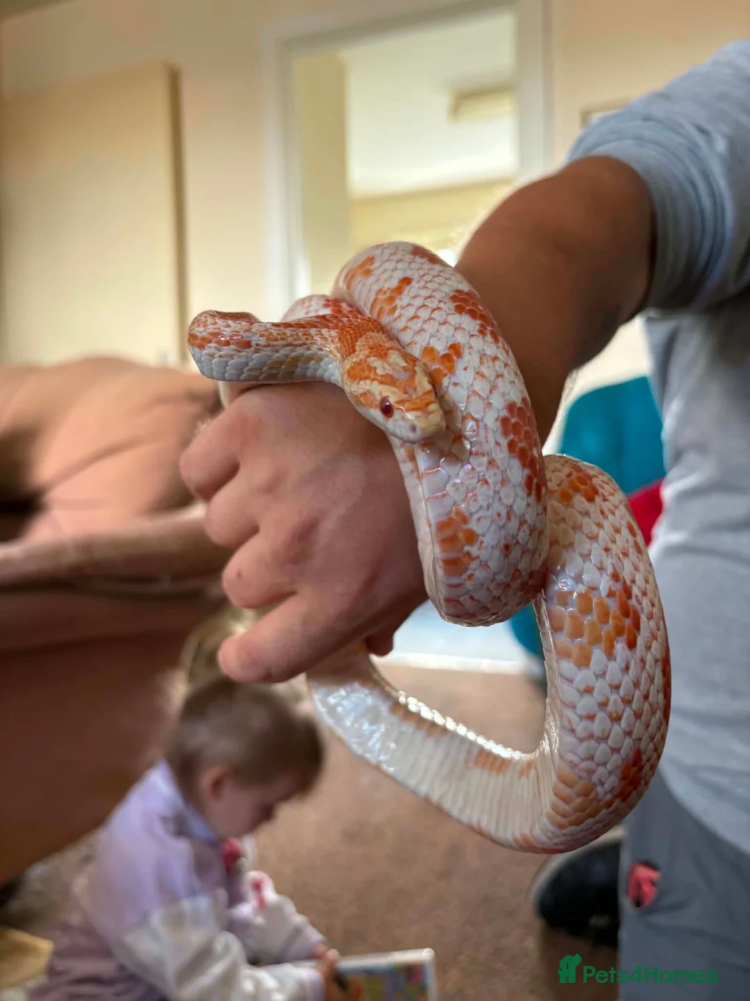 Corn Snake reptiles for sale: Male Amel corn snake & 4ft black vivarium  in Barry - Advert 1