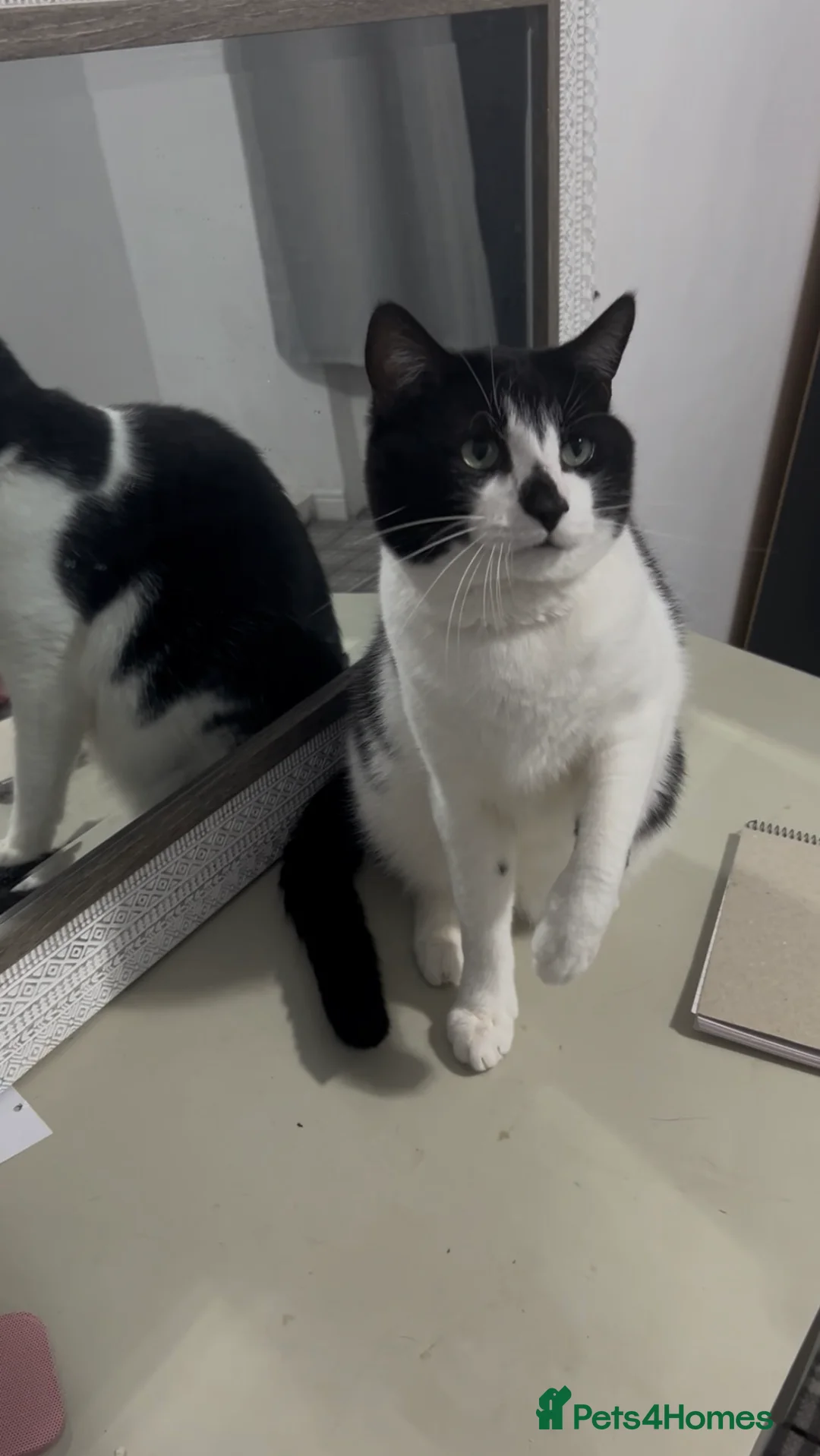 Domestic Shorthair cats for sale: Tyson  in Huddersfield - Advert 1