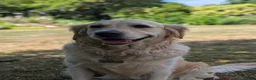 Golden Retriever dogs for sale: Bella’s Golden Gems 7 Gorgeous Puppies Coming Soon - Advert 1