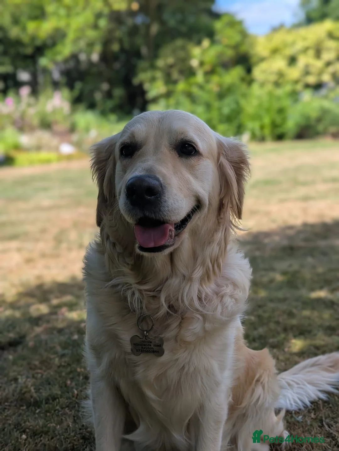 Golden Retriever dogs for sale: Bella’s Golden Gems 7 Gorgeous Puppies Coming Soon - Advert 1