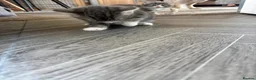 Mixed Breed cats for sale: Gorgeous grey and white fluffy kittens ready now  - Advert 27