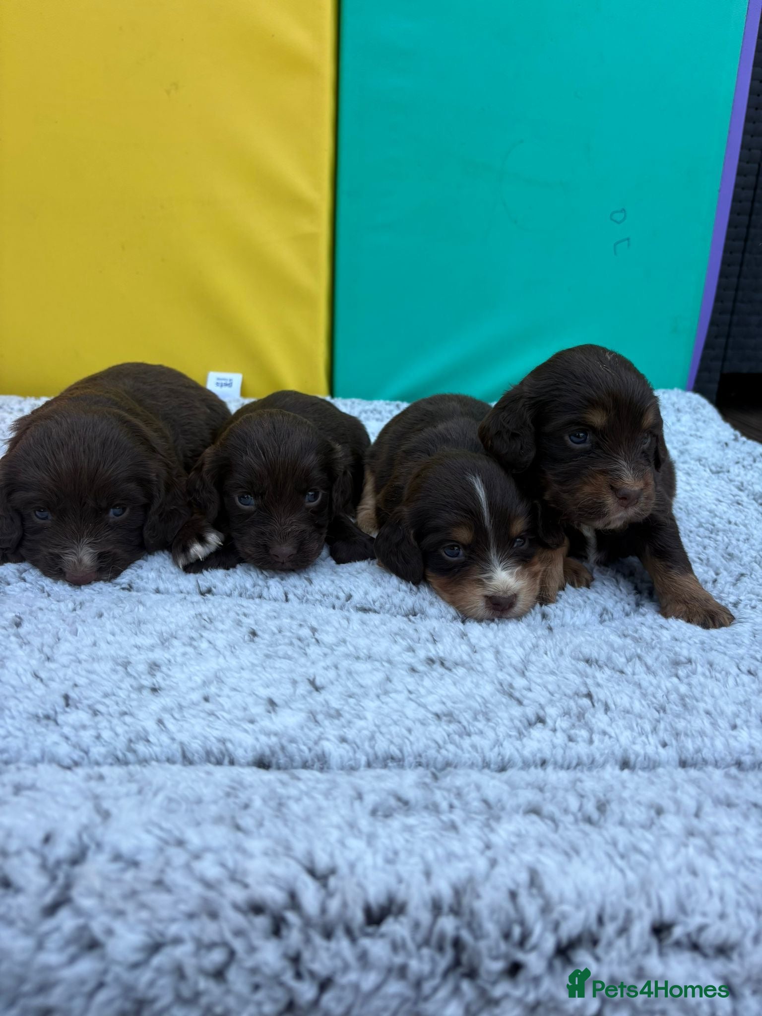 Cocker Spaniel dogs for sale: Cocker spaniel puppies - Advert 4