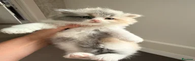 British Longhair Kitten 5