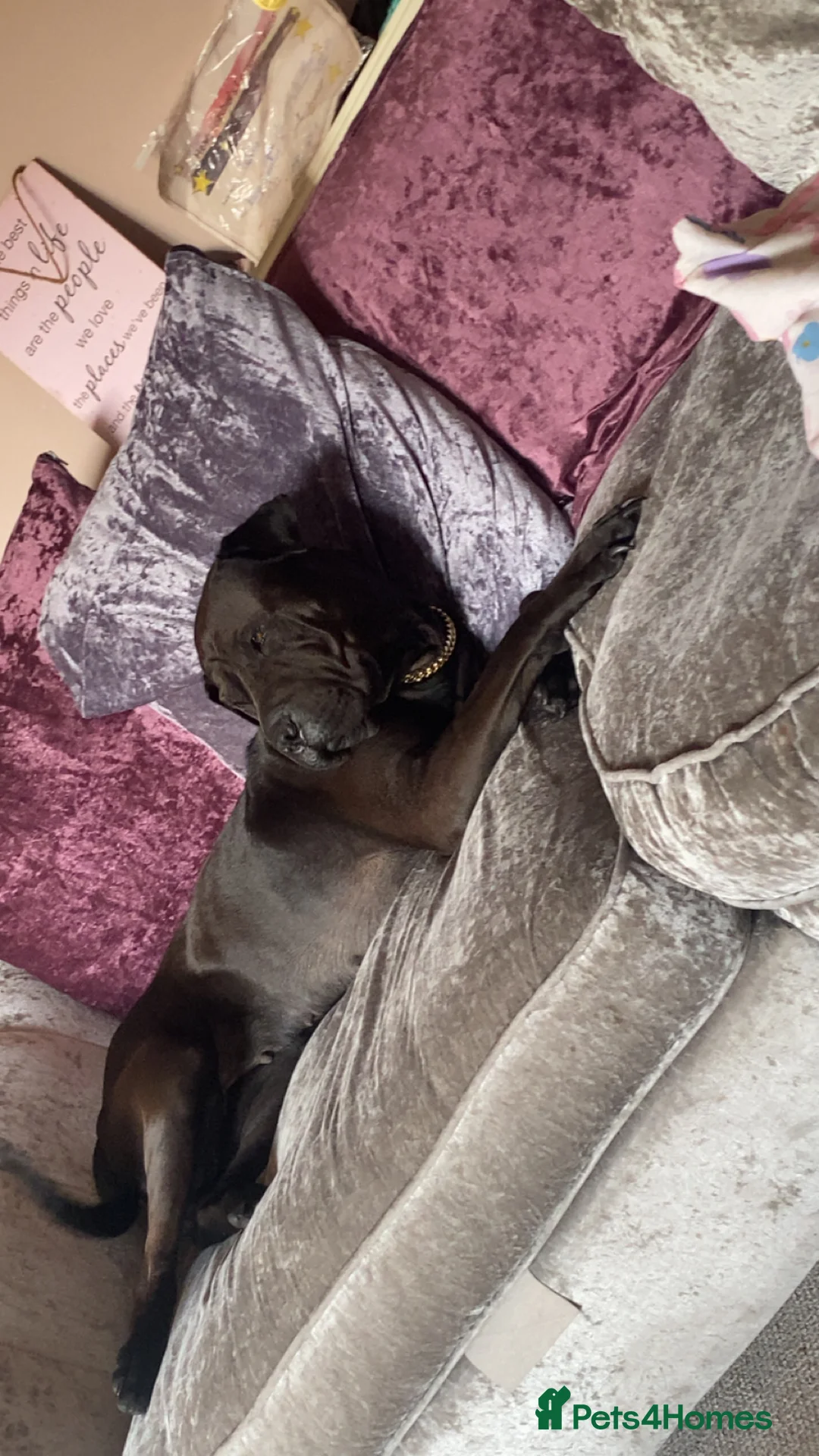 Mixed Breed dogs for sale: Staffy cross sharpei in Bath - Advert 4