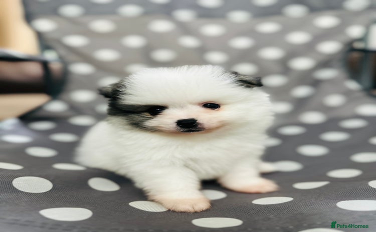 Pomeranian dogs - Advert 5