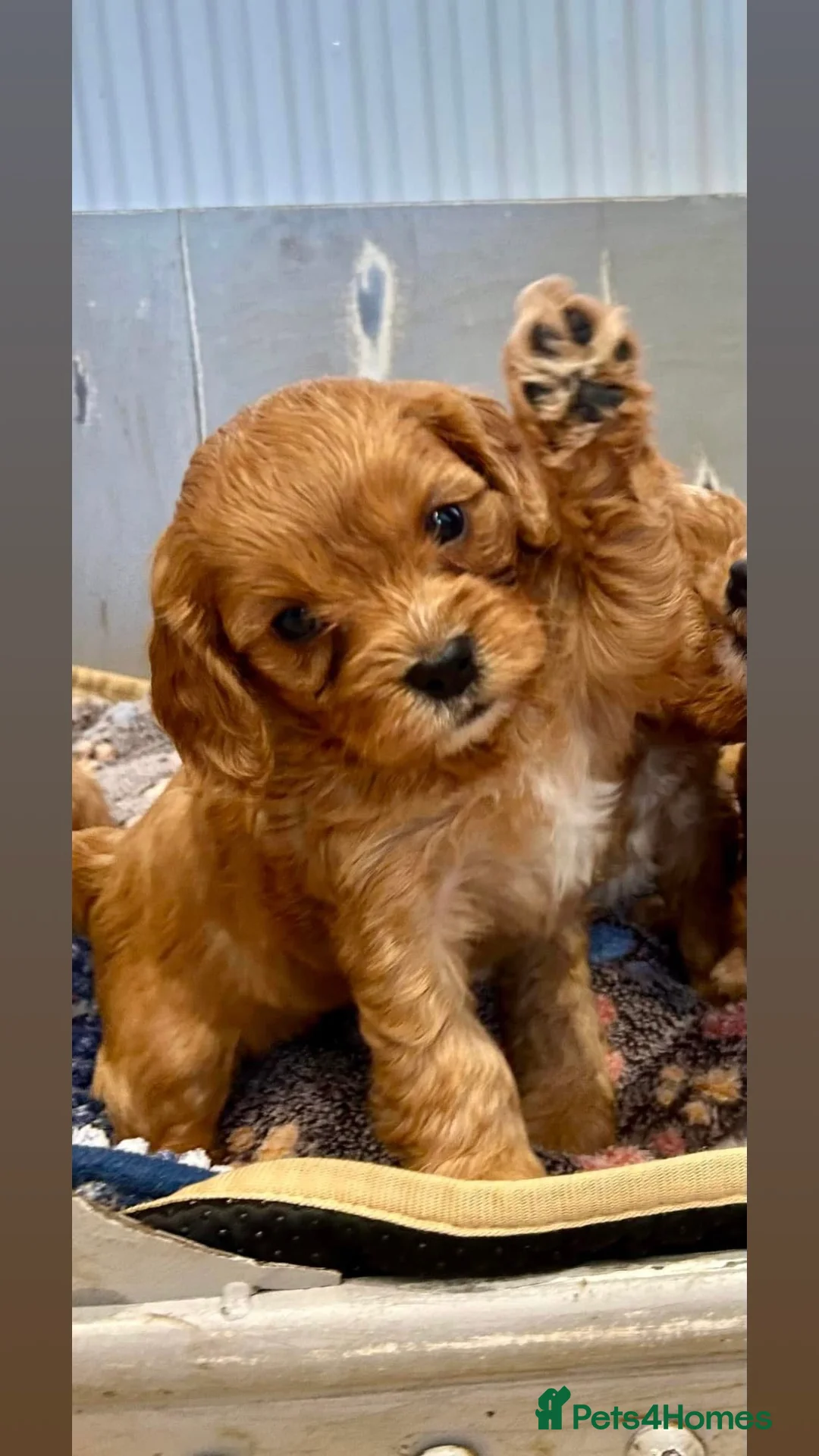 Gallery Image {{count}}